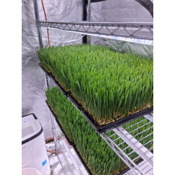 Freeze-Dried Chicken Liver Treats for Dogs & Cats | Organic, Hormone-Free & 100% Hand-Crafted