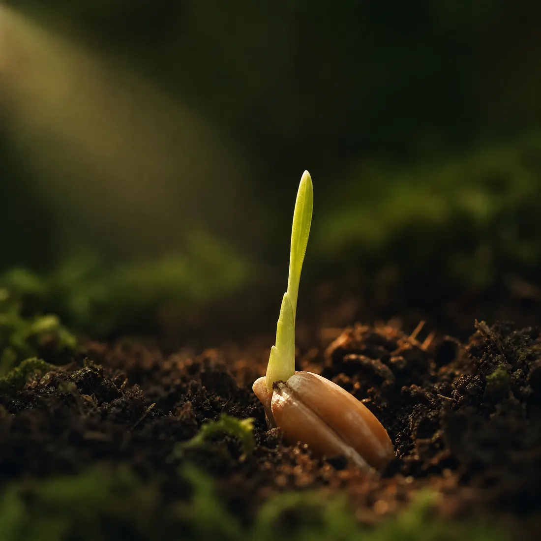 A single seed germinating in dark soil